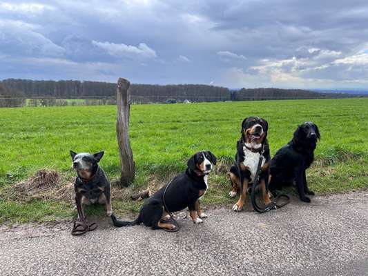 Giftköder-Hundeschule-Bild