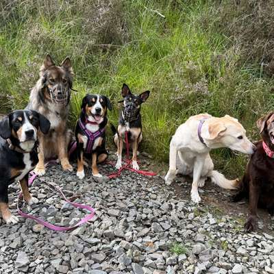 Giftköder-Alle Blogartikel von Rundum Glückshund-Bild