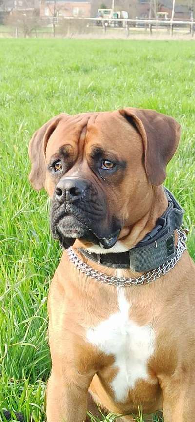 Mischlinge raten - Rätselspaß-Beitrag-Bild