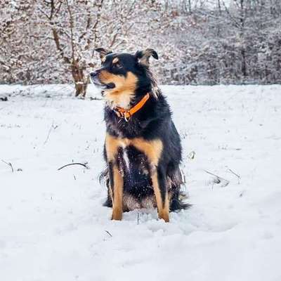 Hundetreffen-Spaziergang für Sozialtraining-Bild