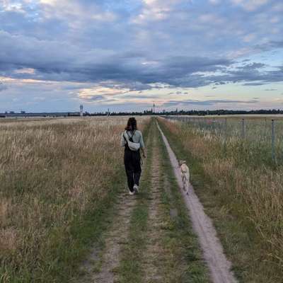 Hundetreffen-Walkies Tempelhofer Feld-Bild
