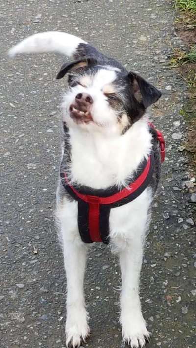 Lustigsten Grimassen von euren Hunden-Beitrag-Bild