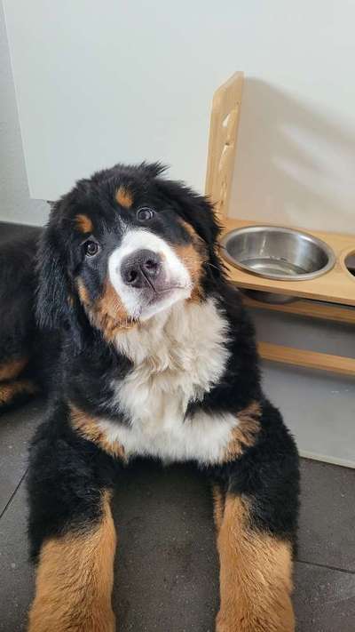 Berner Sennen-Beitrag-Bild