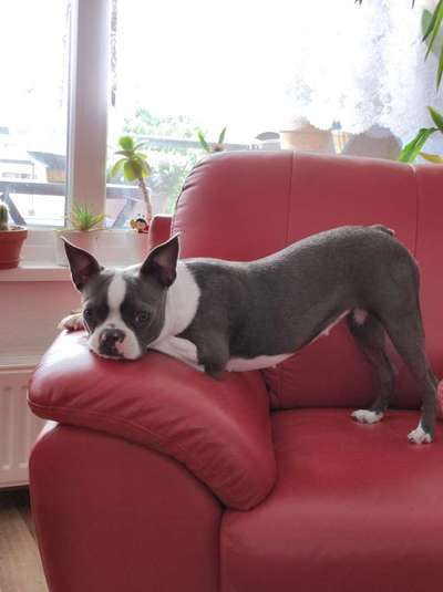 Wo sind hier die Boston Terrier?-Beitrag-Bild