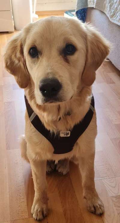 Wo sind die Golden Retriever Liebhaber?-Beitrag-Bild