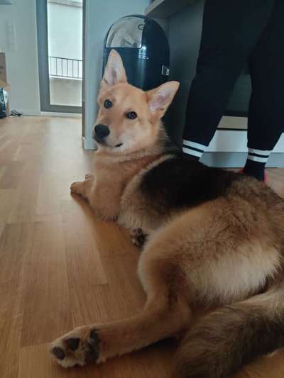 Hundetreffen-Fellnasenfreunde für Junghund gesucht!-Bild