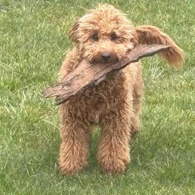 Hundetreffen-Spielrunde-Bild