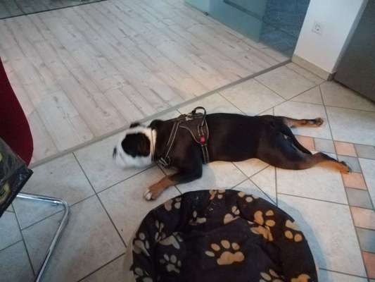 Olde English Bulldogge-Beitrag-Bild