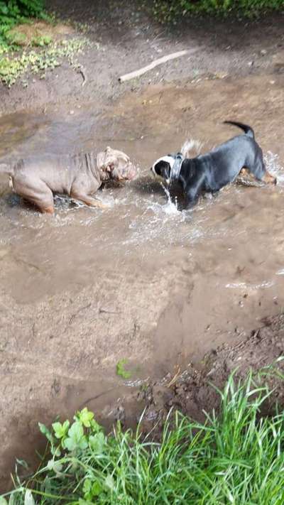 Dogorama-Monats-Challenge-Mai "Wasser"-Beitrag-Bild