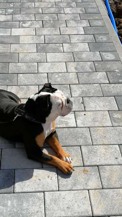 Olde English Bulldogge-Beitrag-Bild