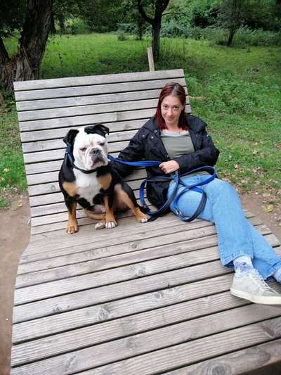 Olde English Bulldogge-Beitrag-Bild
