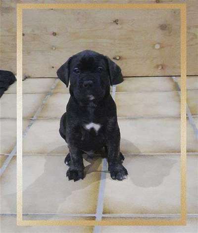 Wie kamst du zu deinem Hund?-Beitrag-Bild