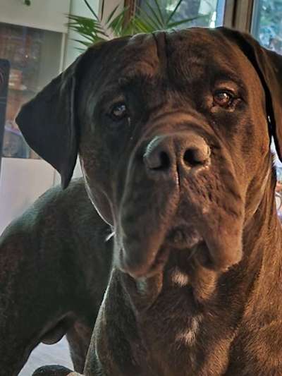 Wie kamst du zu deinem Hund?-Beitrag-Bild