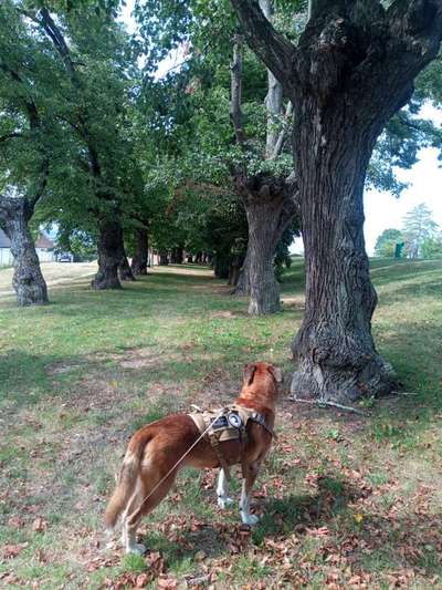 Hundeauslaufgebiet-Lindenalee-Bild