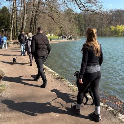 Hundetreffen-Social Walk mit Trainerin 🐕🐩🐕‍🦺🦮-Bild