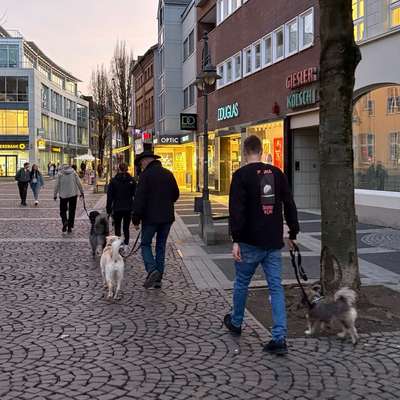Hundetreffen-Stadttraining mit Trainerin 🐕-Bild