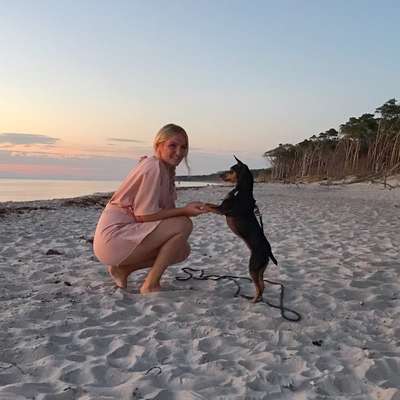 Hundetreffen-Stadttraining