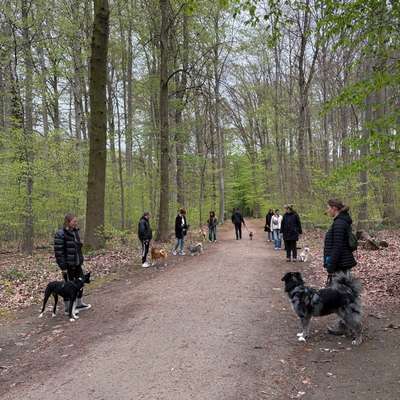 Hundetreffen-Social Walk mit Trainerin 🐕🐩🐕‍🦺🦮-Bild