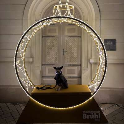 Hundetreffen-Geführtes Stadttraining-Bild