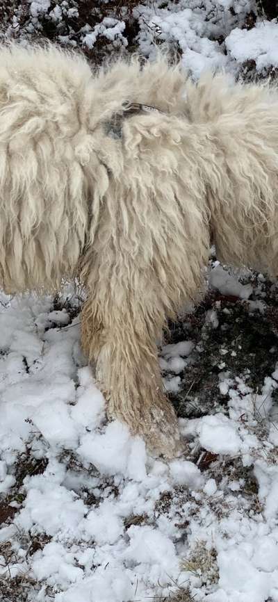 Schnee und langhaarige Fellnasen-Beitrag-Bild