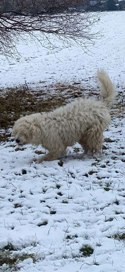 Schnee und langhaarige Fellnasen-Beitrag-Bild