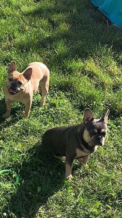 Französische Bulldoggen-Beitrag-Bild