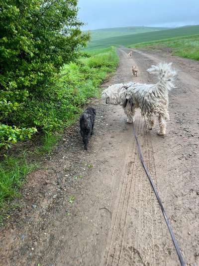 Herdenschutzhunde-Beitrag-Bild