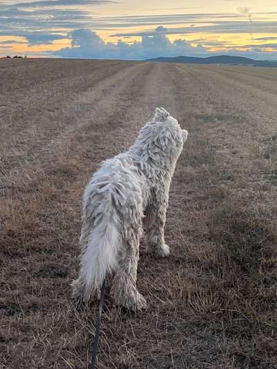 Herdenschutzhund-Beitrag-Bild