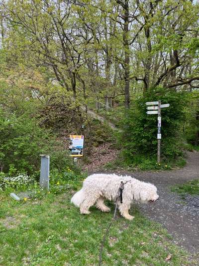 Herdenschutzhunde-Beitrag-Bild