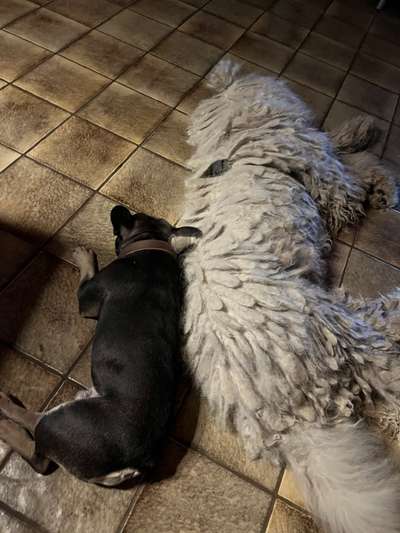 Herdenschutzhund-Beitrag-Bild