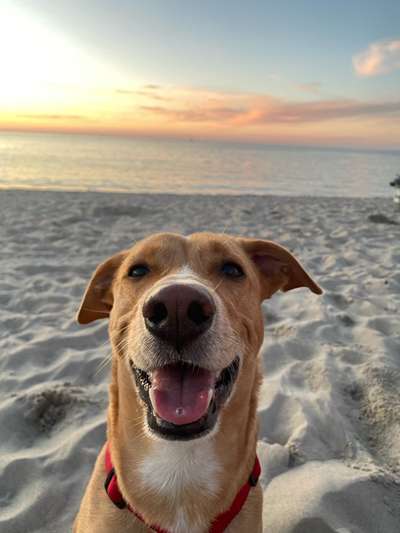 Hundetreffen-Gassirunde und Hundekontakt-Bild