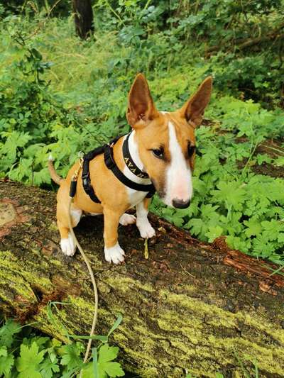 Miniatur Bull Terrier-Beitrag-Bild