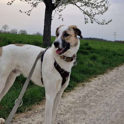 Hundetreffen-Playdate near Gräfenberg-Bild