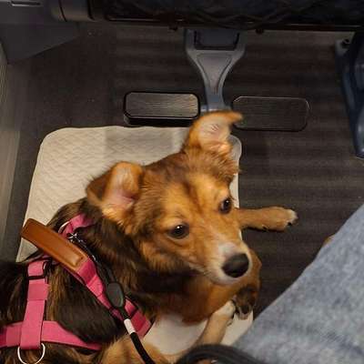 aktuelles Foto Gruppe Hunde aus dem Tierschutz