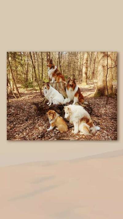 Collies -wo seid ihr?-Beitrag-Bild