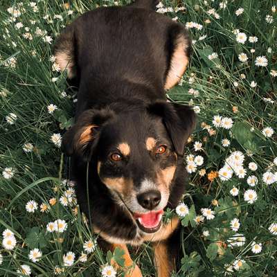Hundetreffen-Maya sucht Hundefreunde 🐶-Bild