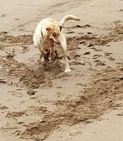 Lustigsten Grimassen von euren Hunden-Beitrag-Bild