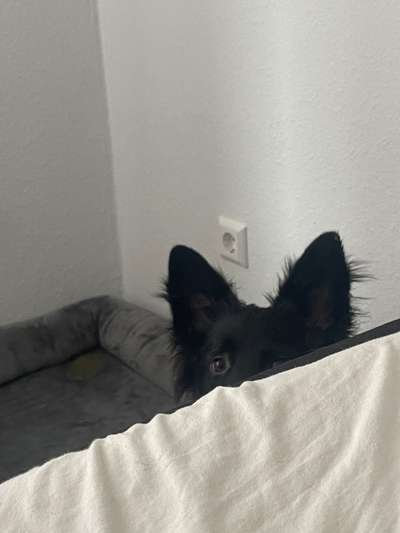 Fotos &Collagen: Beobachtungsposten-Beitrag-Bild