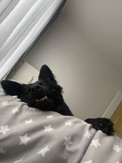 Lustigsten Grimassen von euren Hunden-Beitrag-Bild