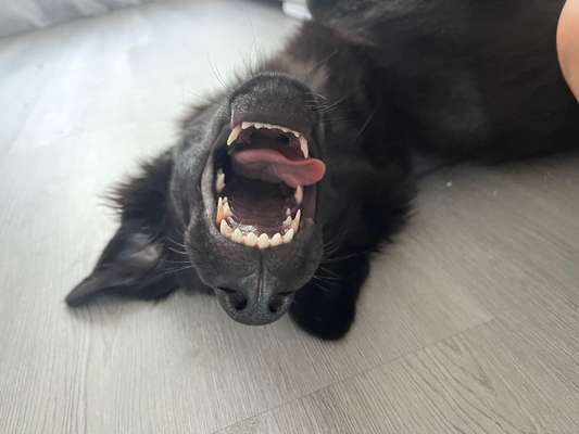 Lustigsten Grimassen von euren Hunden-Beitrag-Bild