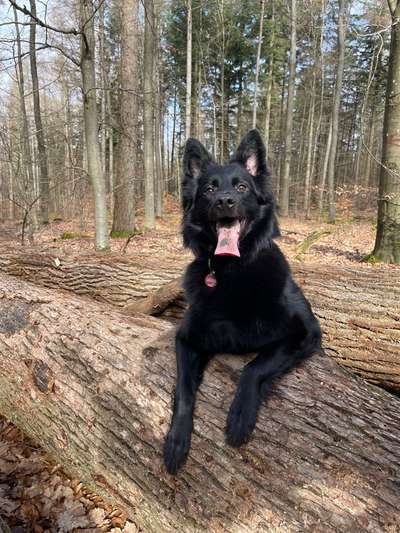 Mischlinge raten - Rätselspaß-Beitrag-Bild