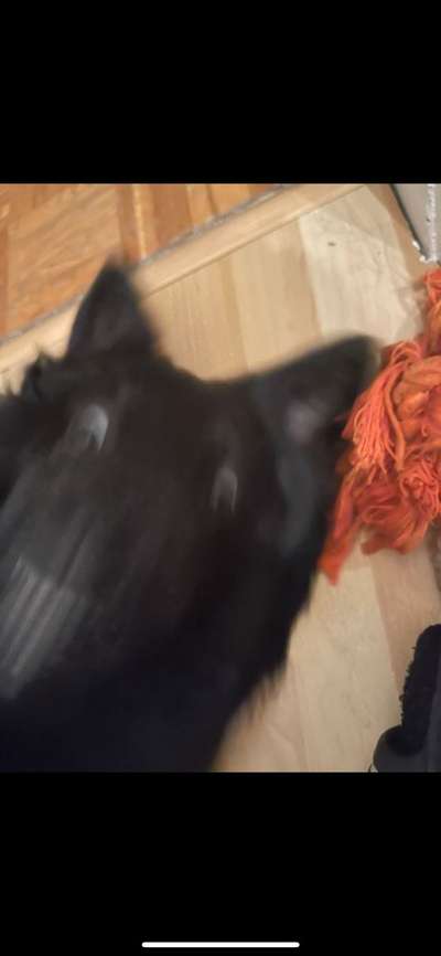 Dogorama Photo Challenge - Fail/Outtakes-Beitrag-Bild