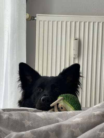 Fotos &Collagen: Beobachtungsposten-Beitrag-Bild