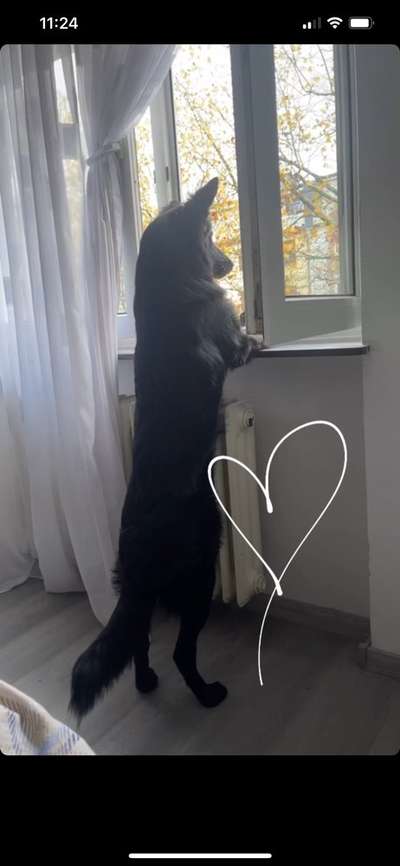 Fotos &Collagen: Beobachtungsposten-Beitrag-Bild