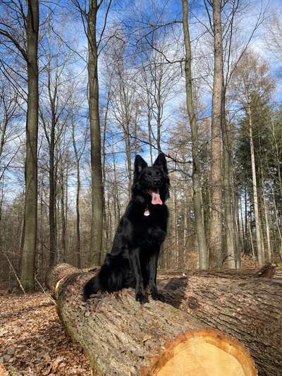 Mischlinge raten - Rätselspaß-Beitrag-Bild