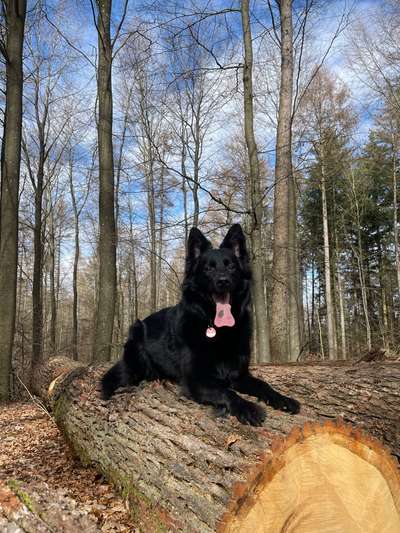 Zeigt mir eure Schäferhund Mischlinge :-)-Beitrag-Bild