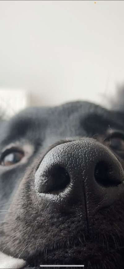 42. Handy Fotochallenge - Den richtigen Riecher haben-Beitrag-Bild