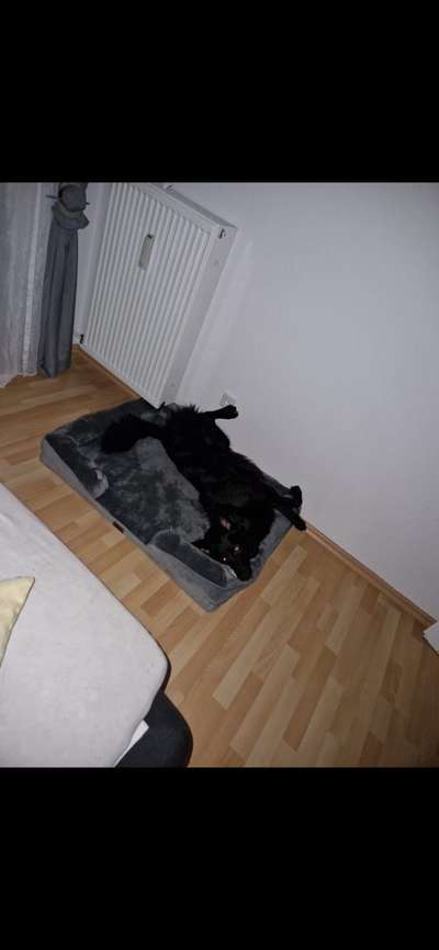 Gutes orthopädisches Hundebett für mittelgroße Hunde?-Beitrag-Bild