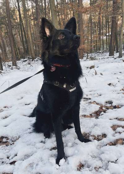 Fotos &Collagen: Beobachtungsposten-Beitrag-Bild