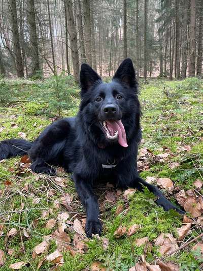 Tongue Out Tuesday-Beitrag-Bild